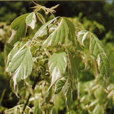 Acer negundo 'Variegatum'