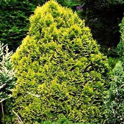 Chamaecyparis lawsoniana 'Aurea Densa'