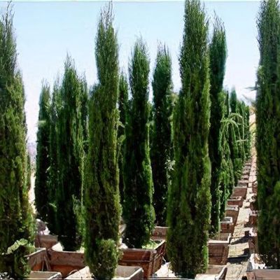 Cupressus Sempervirens 'Green Pencil'