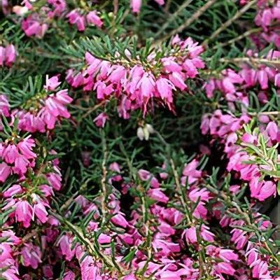 Erica x darleyensis 'Arthur Johnson'