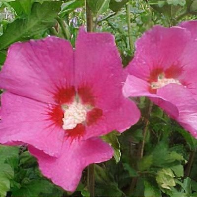 Hibiscus syriacus 'Woodbridge'