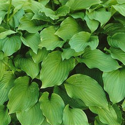 Hosta undulata var. erromena