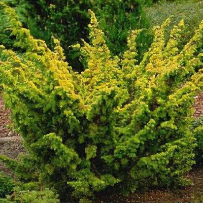 Juniperus chinensis 'Aurea'