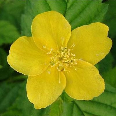 Kerria Japonica 'golden Guinea'