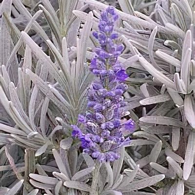 Lavandula x chaytoriae 'Sawyers'