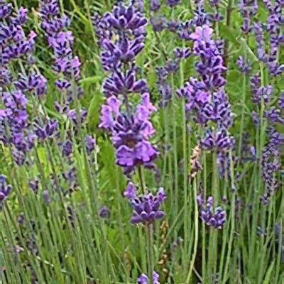 Lavandula angustifolia 'Loddon Blue'