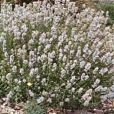 Lavandula angustifolia 'Nana Alba'