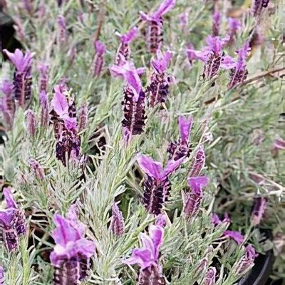 Lavandula stoechas 'Willow Vale'