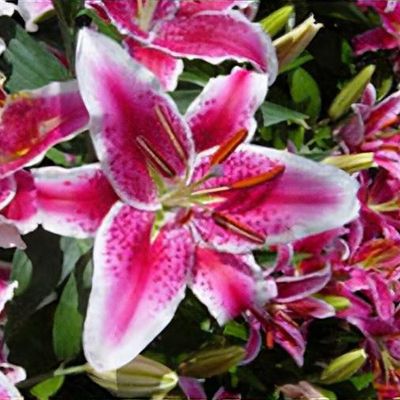 Lilium 'star Gazer'