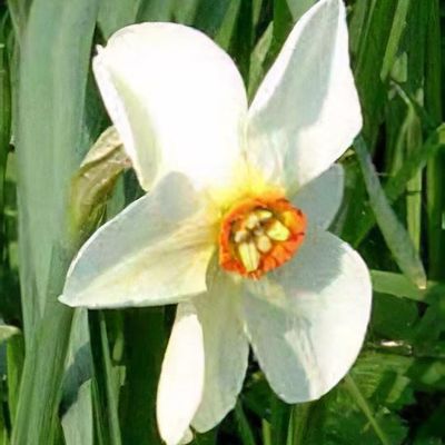 Narcissus 'Actaea'