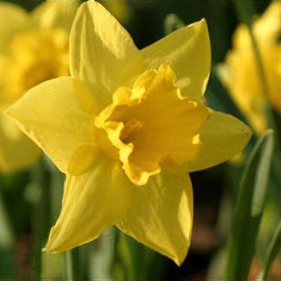 Narcissus 'Bawnboy'