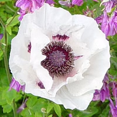 Papaver orientale 'Black and White'