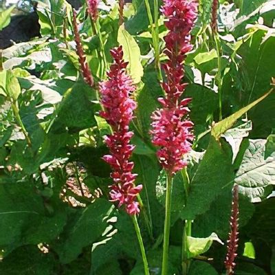 Bistorta amplexicaulis ‘Firetail’