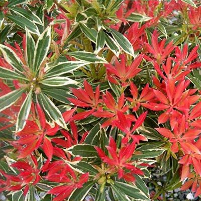 Pieris japonica 'Flaming Silver'