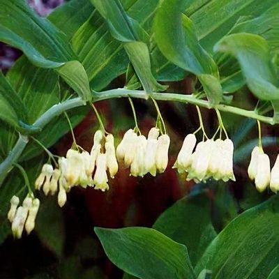 Polygonatum x hybridum