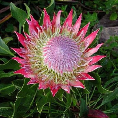 Protea cynaroides