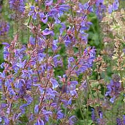 Salvia pratensis Haematodes Group