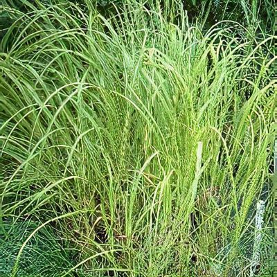 Spartina pectinata 'Aureomarginata'