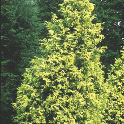 Thuja plicata 'Irish Gold'