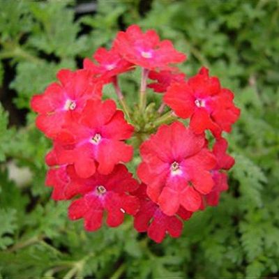 Glandularia 'Babylon Red'