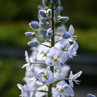 Veronica gentianoides