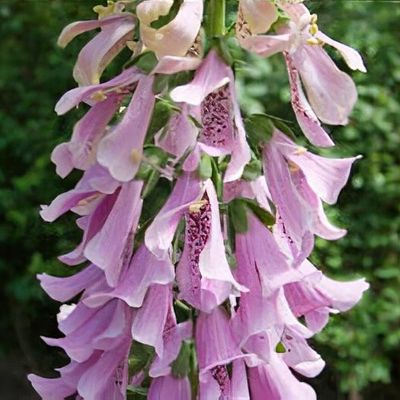 Digitalis 'Serendipity'