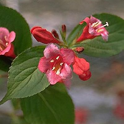 Weigela 'Newport Red'