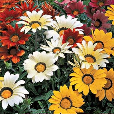 Gazania Frosty Kiss Series, mixed