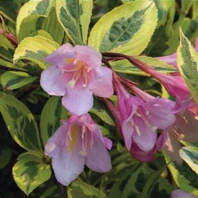Weigela florida 'Kolmagira'