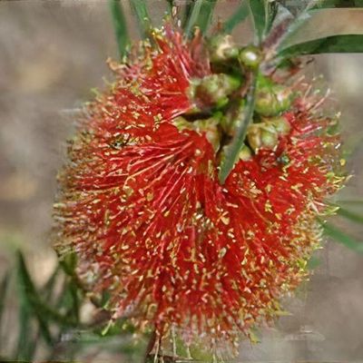 Callistemon Rugulosus