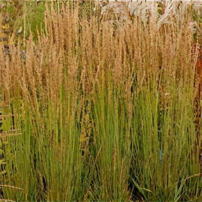 Molinia caerulea subsp. caerulea 'Moorhexe'