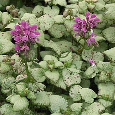 Lamium maculatum 'Sterling Silver'