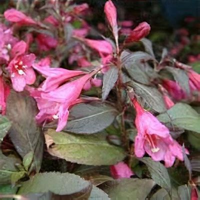 Weigela Florida 'Minor Black'