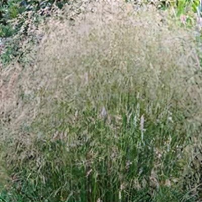 Deschampsia cespitosa 'Mill End'