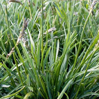 Sesleria 'Greenlee'