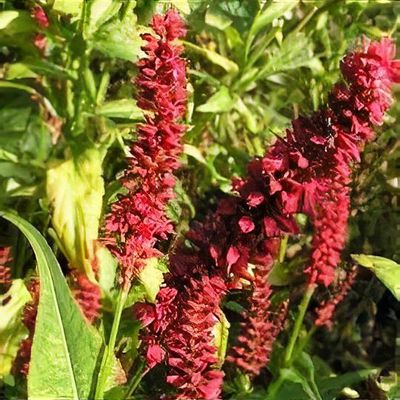 Bistorta amplexicaulis 'Blackfield'