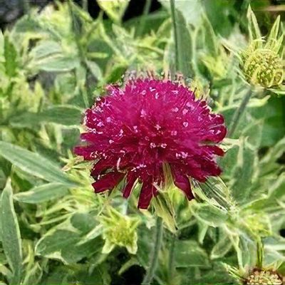 Knautia macedonica 'Thunder and Lightning'