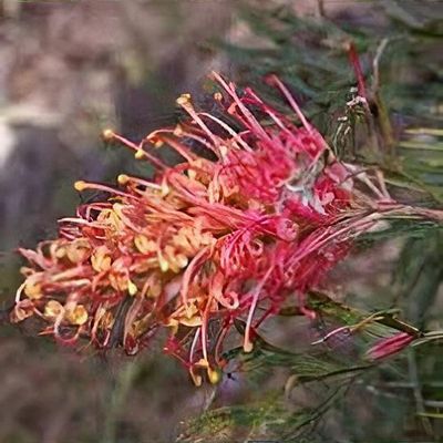 Grevillea 'Robyn Gordon'