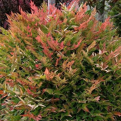 Nandina domestica 'Gulf Stream'