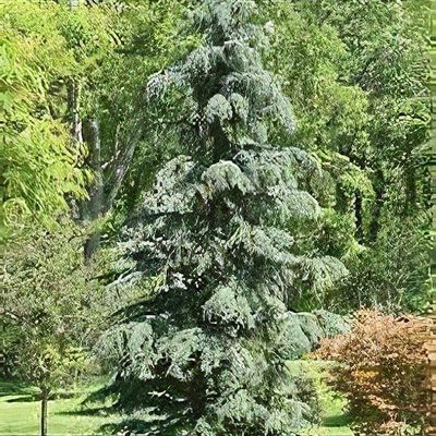 Cedrus deodara 'Karl Fuchs'