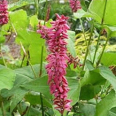 Bistorta Amplexicaulis 'inverleith'