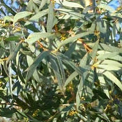 Eucalyptus parvula