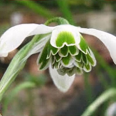 Galanthus 'Hippolyta'