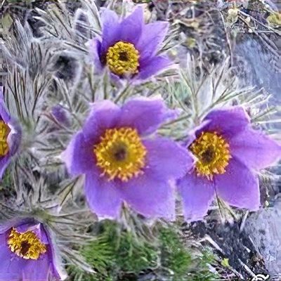 Pulsatilla patens