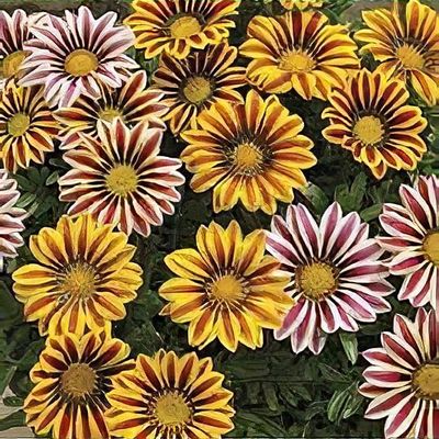 Gazania Big Kiss Series