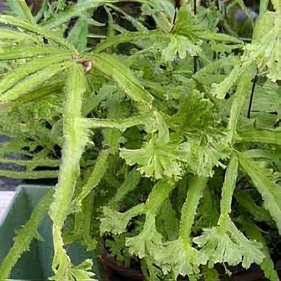 Pteris cretica 'Wimsettii'