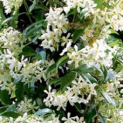 Trachelospermum jasminoides 'Tuscani'