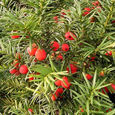 Taxus baccata