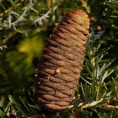 Abies alba