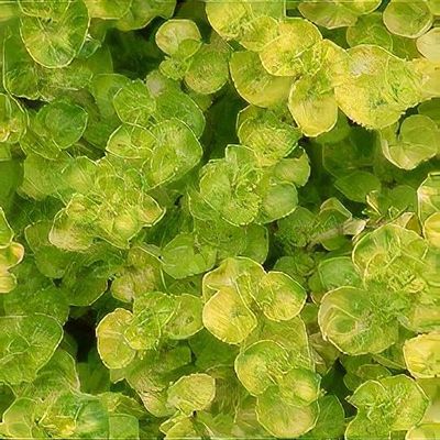 Origanum vulgare 'Aureum Crispum'